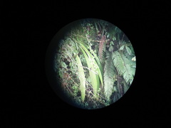 Indicator xanthonotus