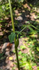 Angelica venenosa
