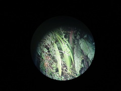 Indicator xanthonotus