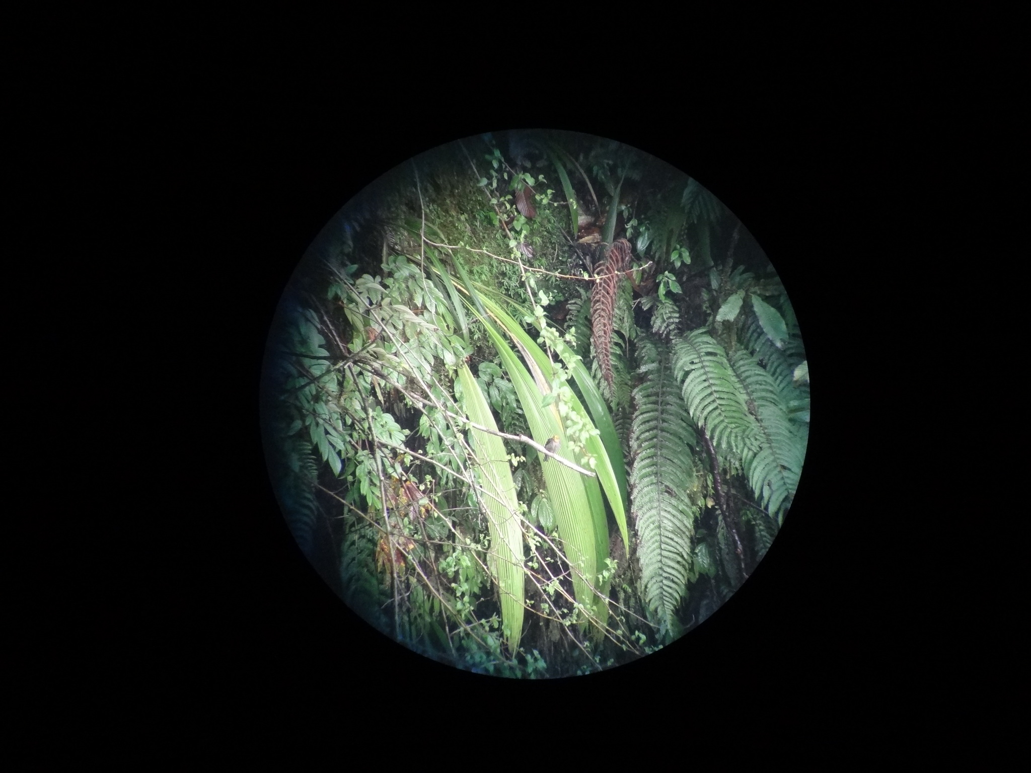 Yellow-rumped Honeyguide