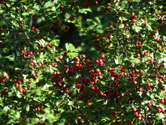 Crataegus