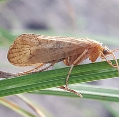 Limnephilus politus