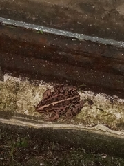 Pelophylax nigromaculatus