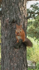 Sciurus vulgaris