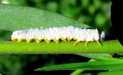 Macremphytus testaceus