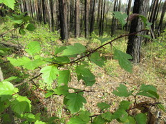 Crataegus dahurica