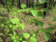 Crataegus dahurica