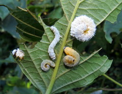 Macremphytus testaceus