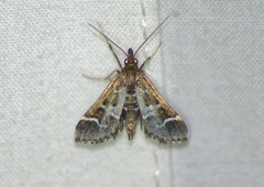 Diasemiodes janassialis