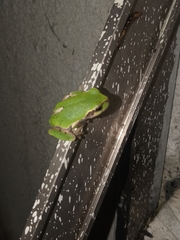 Hyla japonica