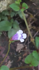 Linderniaceae