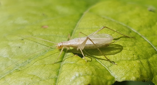 Italian Tree Cricket, photo 5 of 10