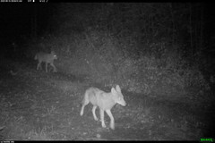 Canis latrans thamnos