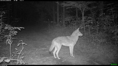 Canis latrans thamnos