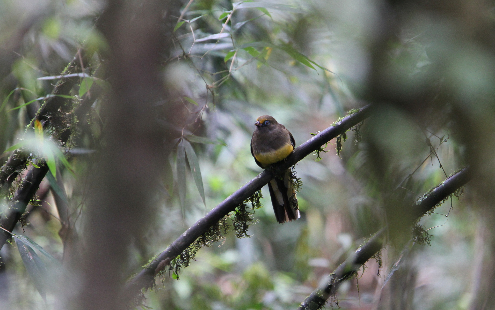 Ward's Trogon