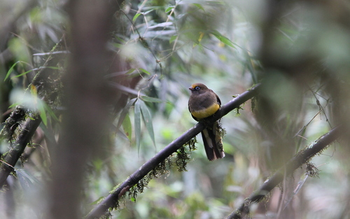 Ward's Trogon (Harpactes wardi), photo 3