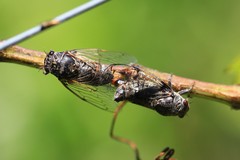 Cicadatra atra