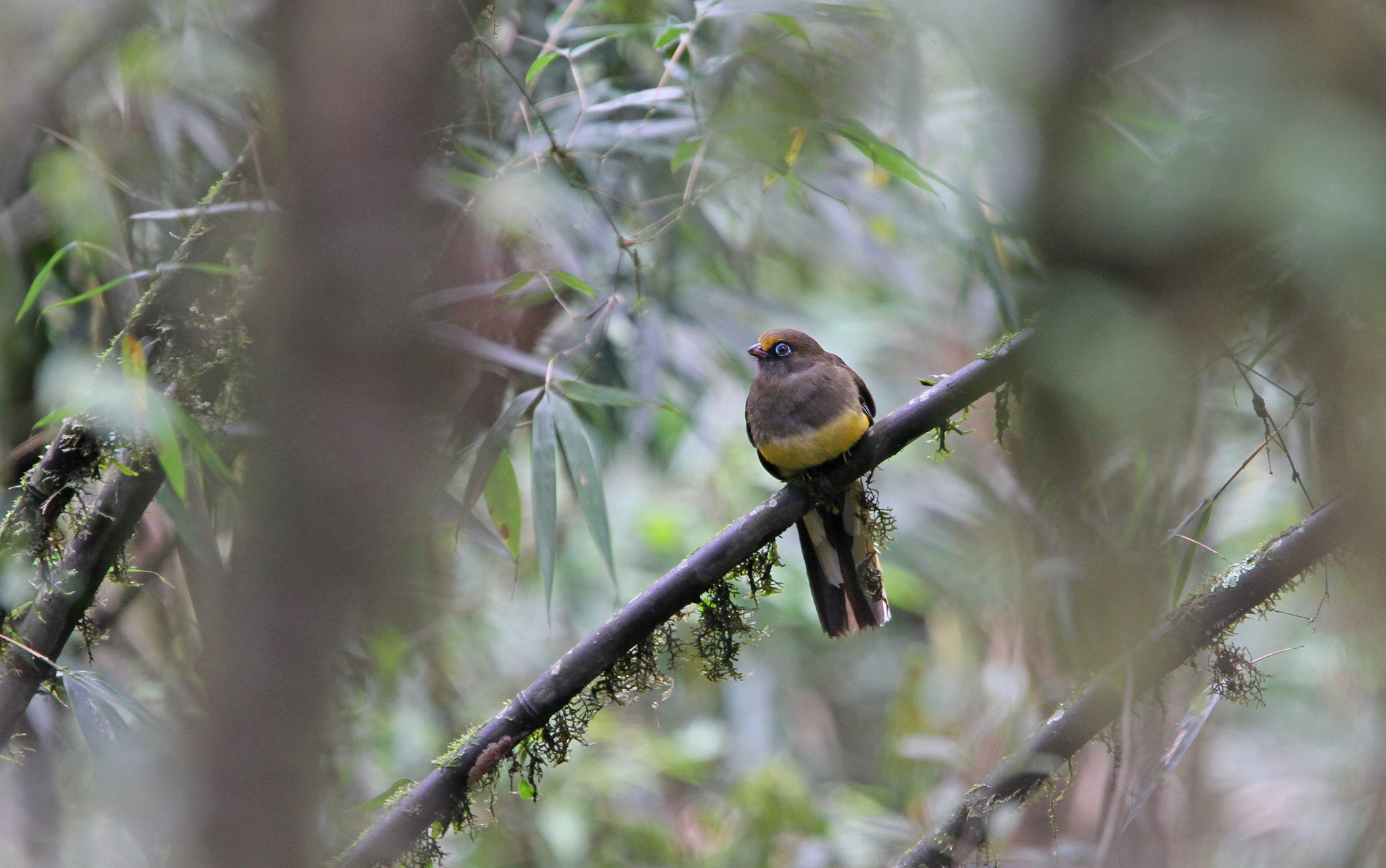 Ward's Trogon (Harpactes wardi), photo 7