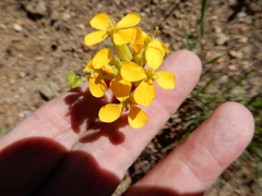 Erysimum perenne