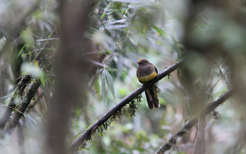 Ward's Trogon (Harpactes wardi), photo 8