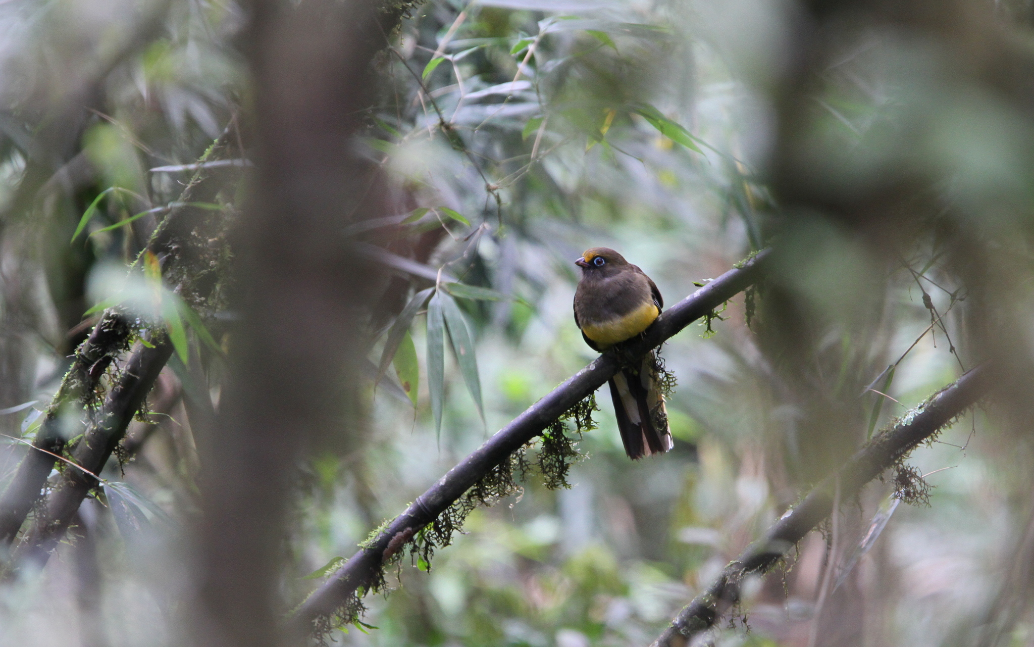 Ward's Trogon
