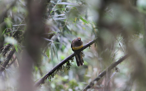 Ward's Trogon (Harpactes wardi), photo 9