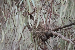 Manorina melanocephala