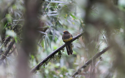 Ward's Trogon (Harpactes wardi), photo 10