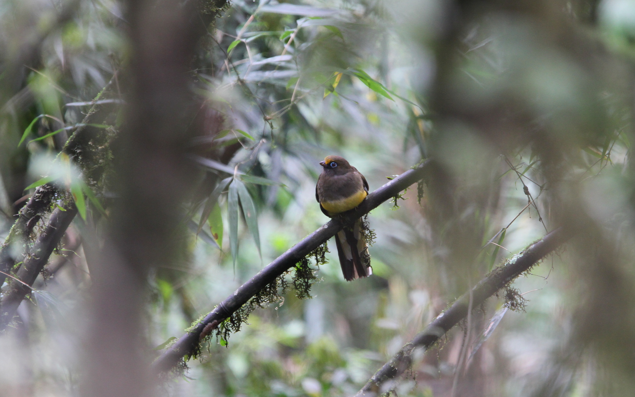 Ward's Trogon