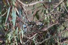 Manorina melanocephala