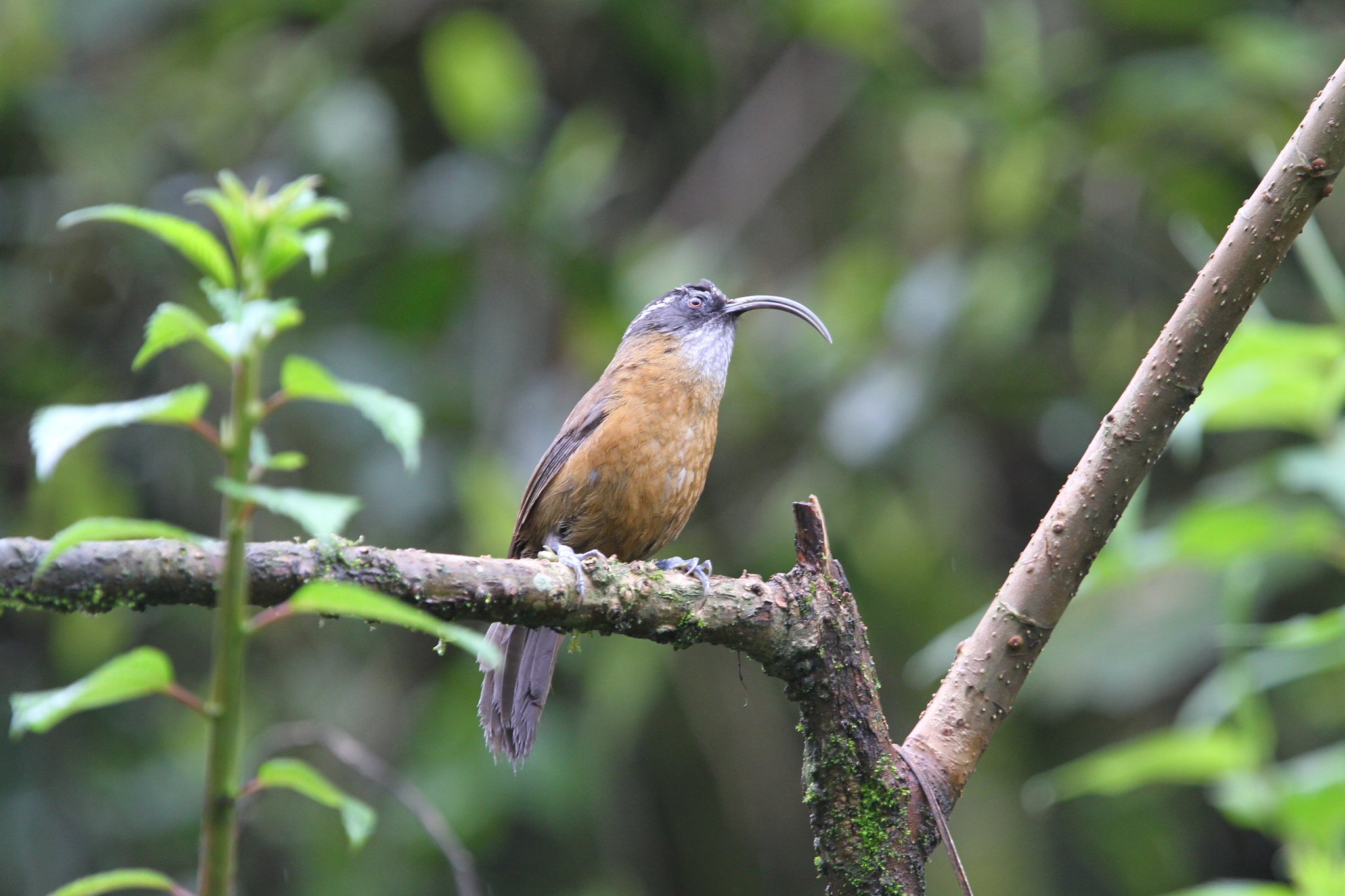 Slender-billed Scimitar Babbler