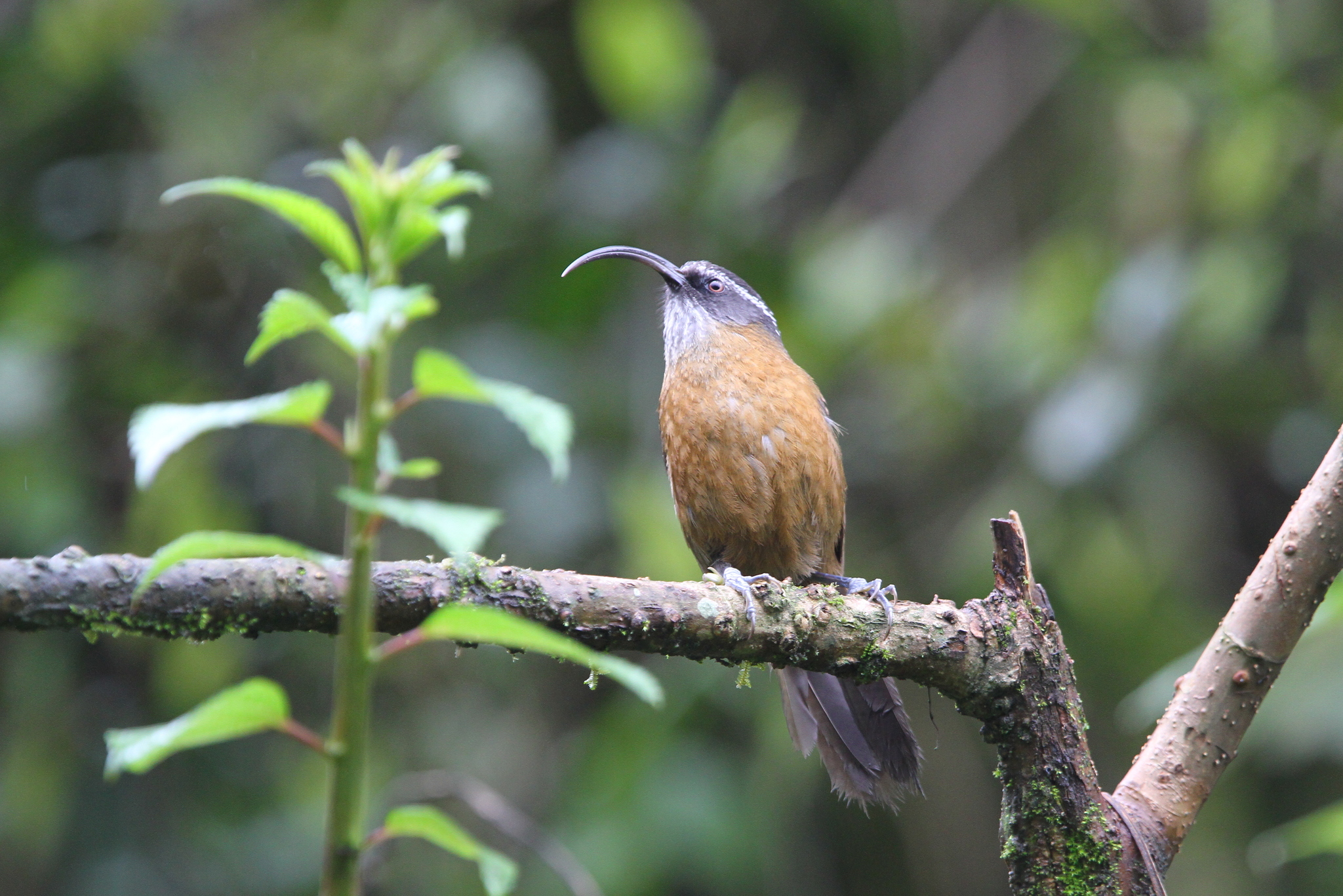 Slender-billed Scimitar Babbler