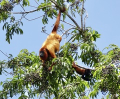 Alouatta macconnelli