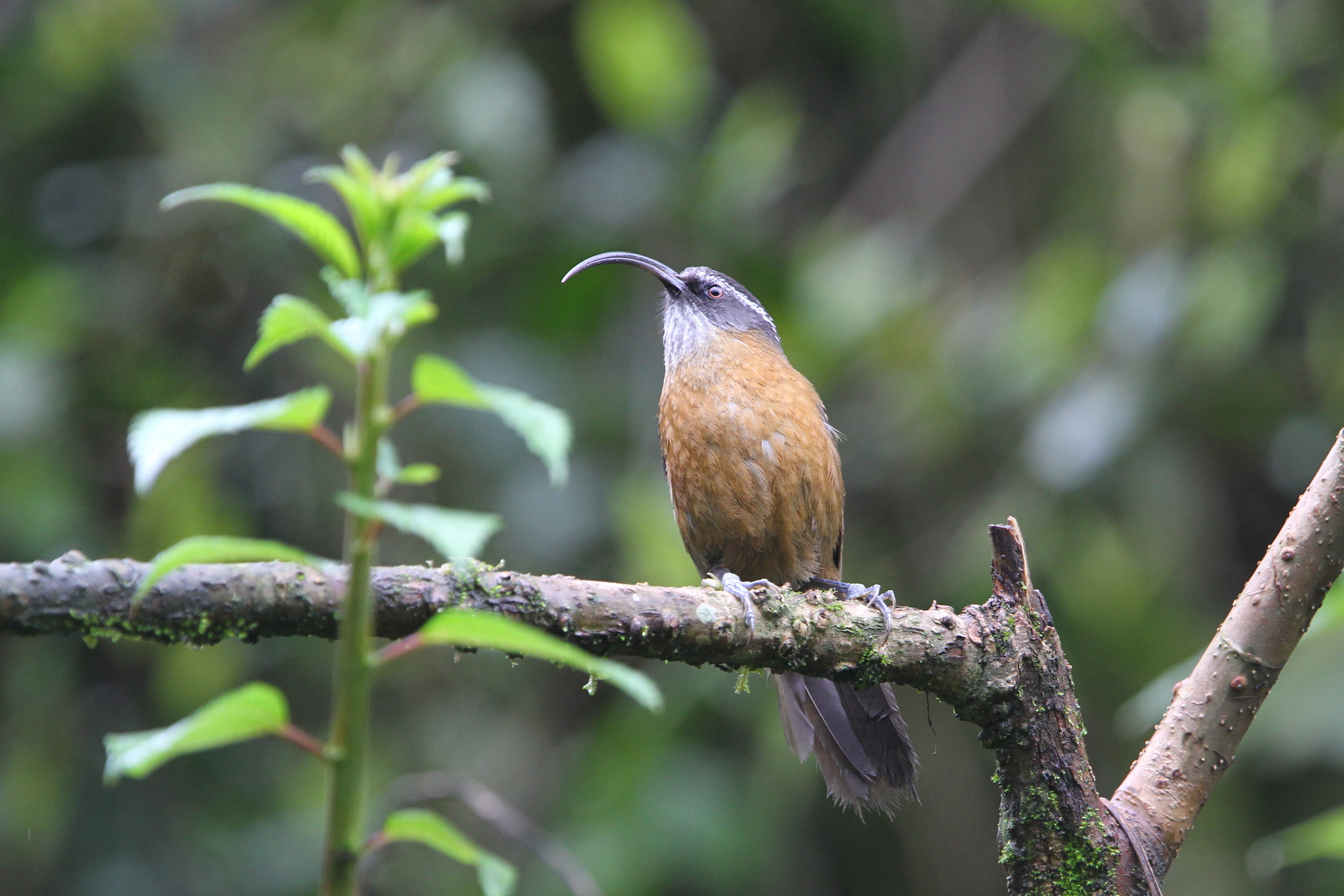 Slender-billed Scimitar Babbler