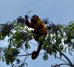 Alouatta macconnelli