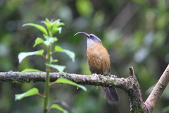 Pomatorhinus superciliaris