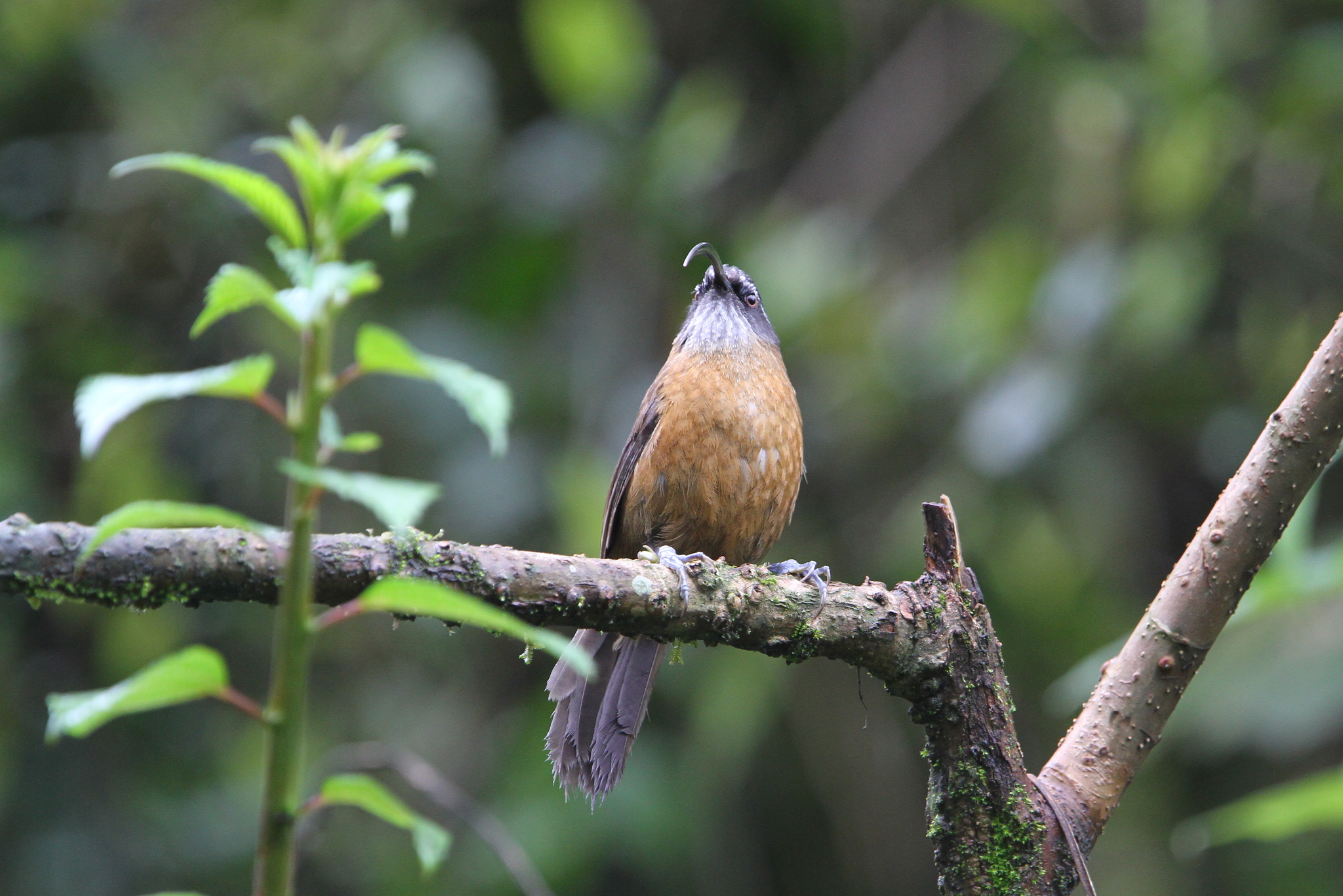 Slender-billed Scimitar Babbler