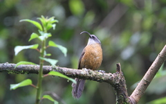 Pomatorhinus superciliaris