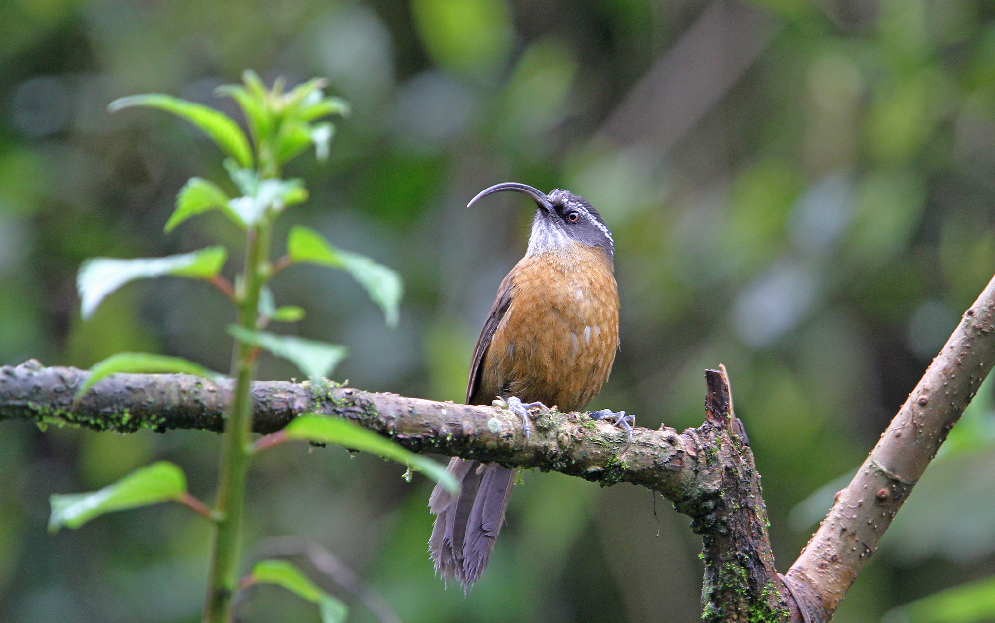 Slender-billed Scimitar Babbler