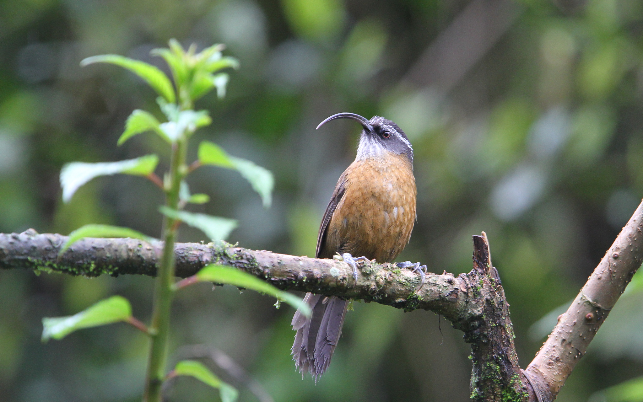 Slender-billed Scimitar Babbler