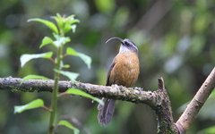 Pomatorhinus superciliaris