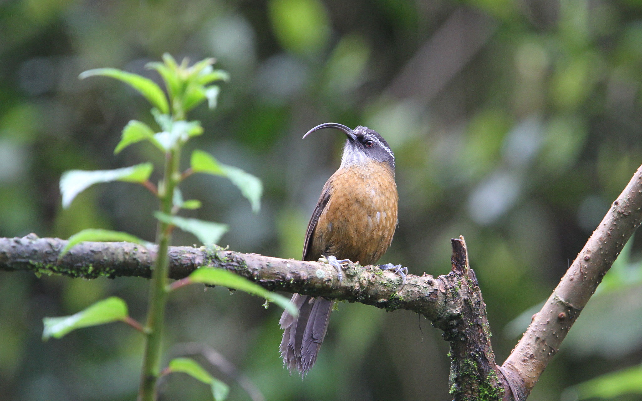 Slender-billed Scimitar Babbler