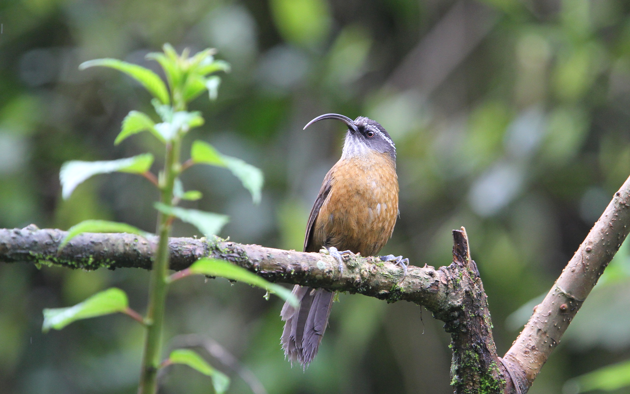 Slender-billed Scimitar Babbler