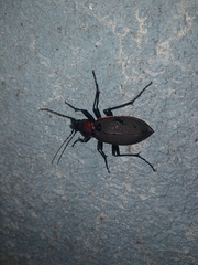Carabus jankowskii