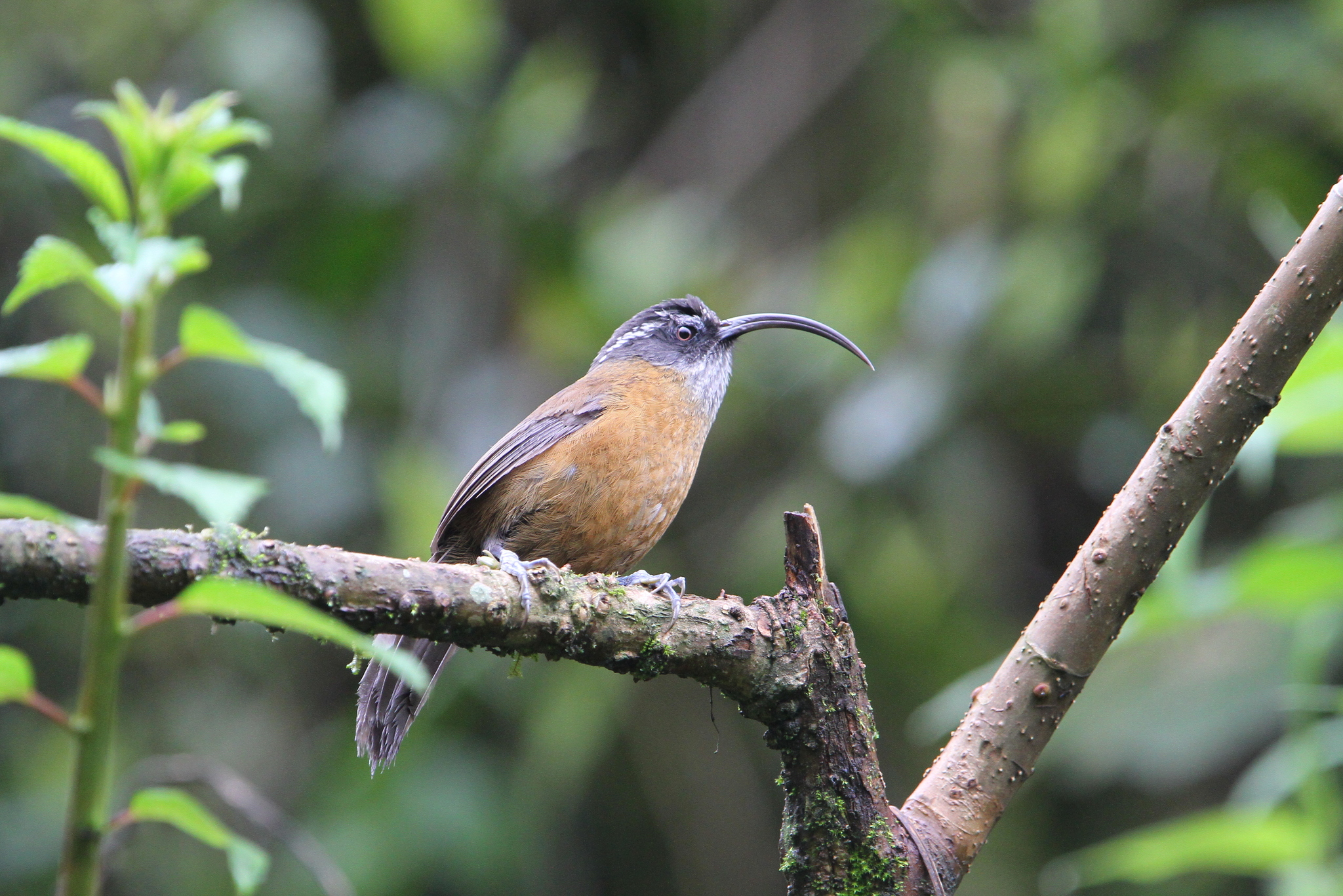 Slender-billed Scimitar Babbler