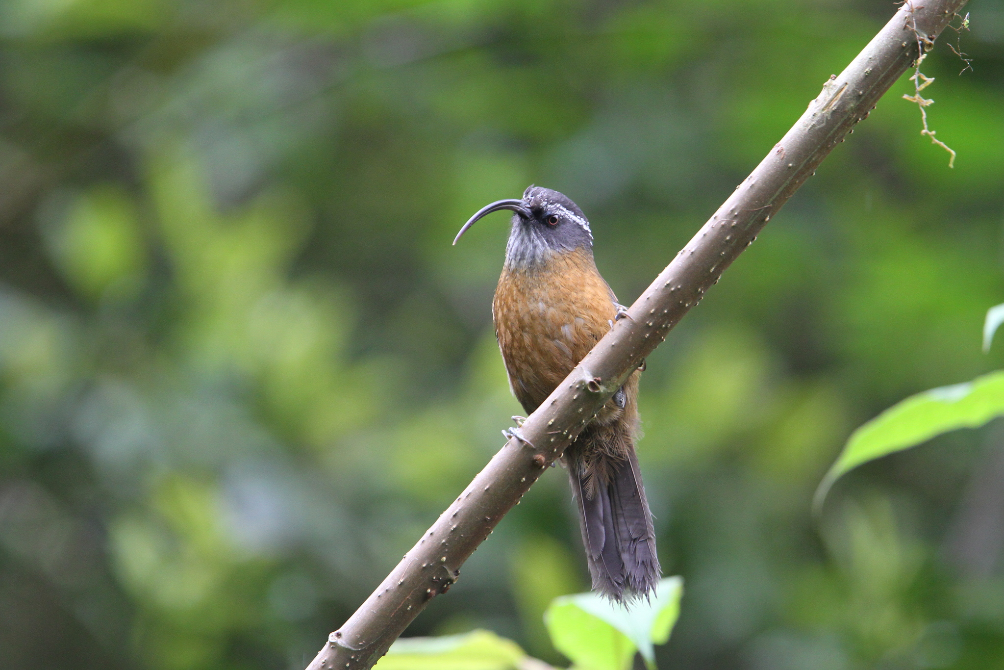Slender-billed Scimitar Babbler