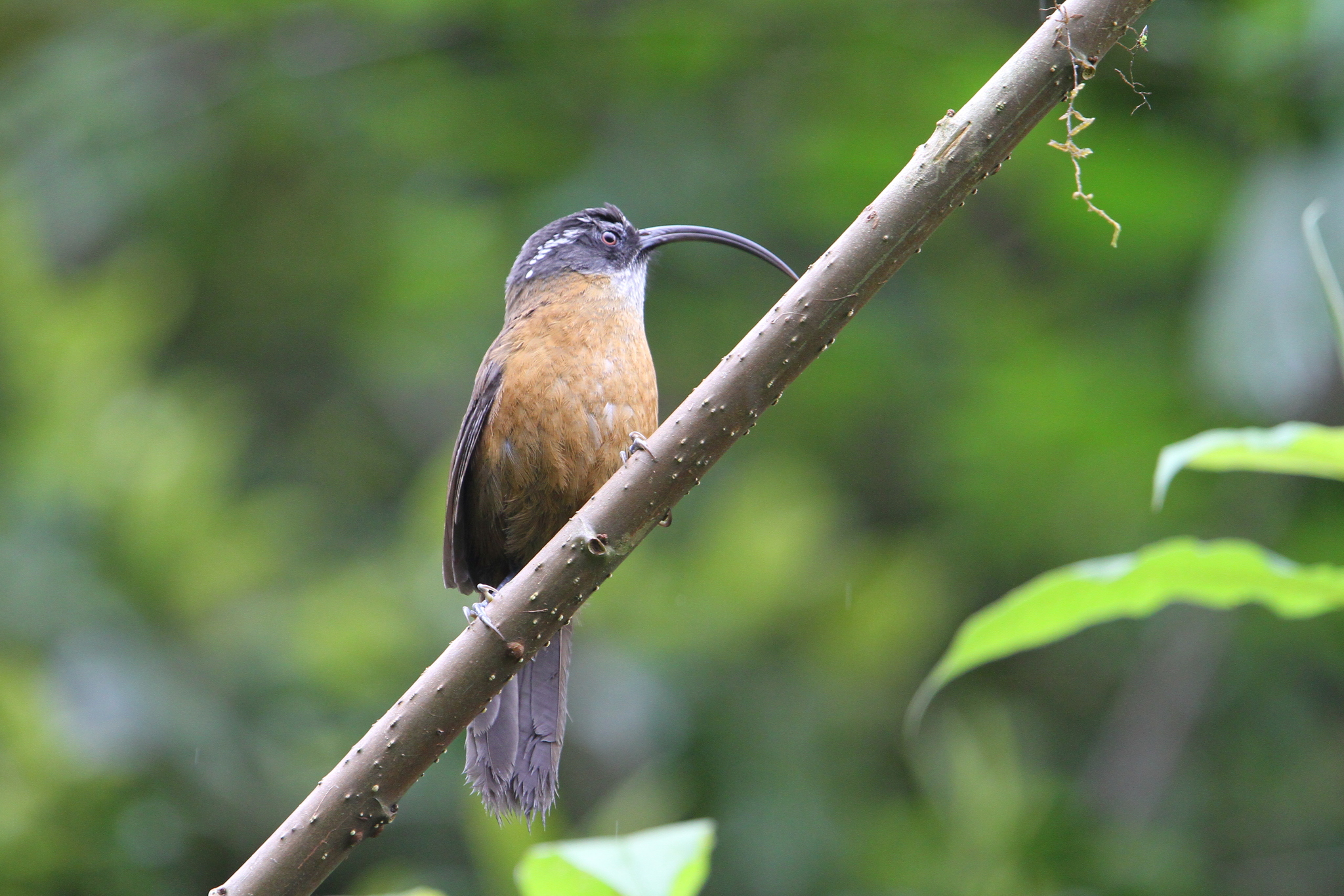 Slender-billed Scimitar Babbler