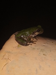 Hyla japonica