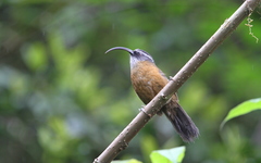 Pomatorhinus superciliaris