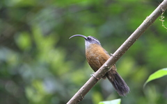 Pomatorhinus superciliaris